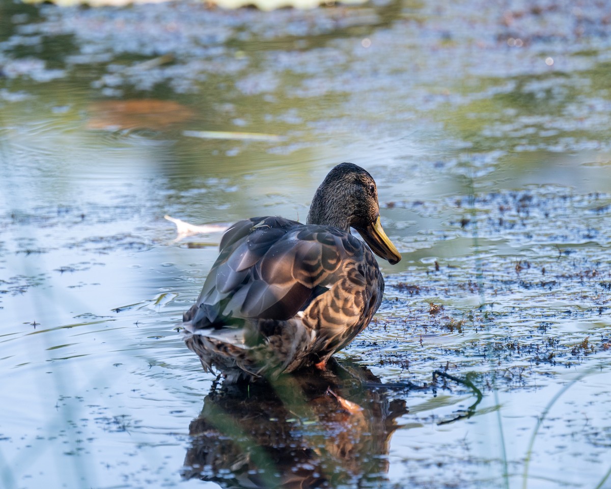 Canard colvert - ML608566554