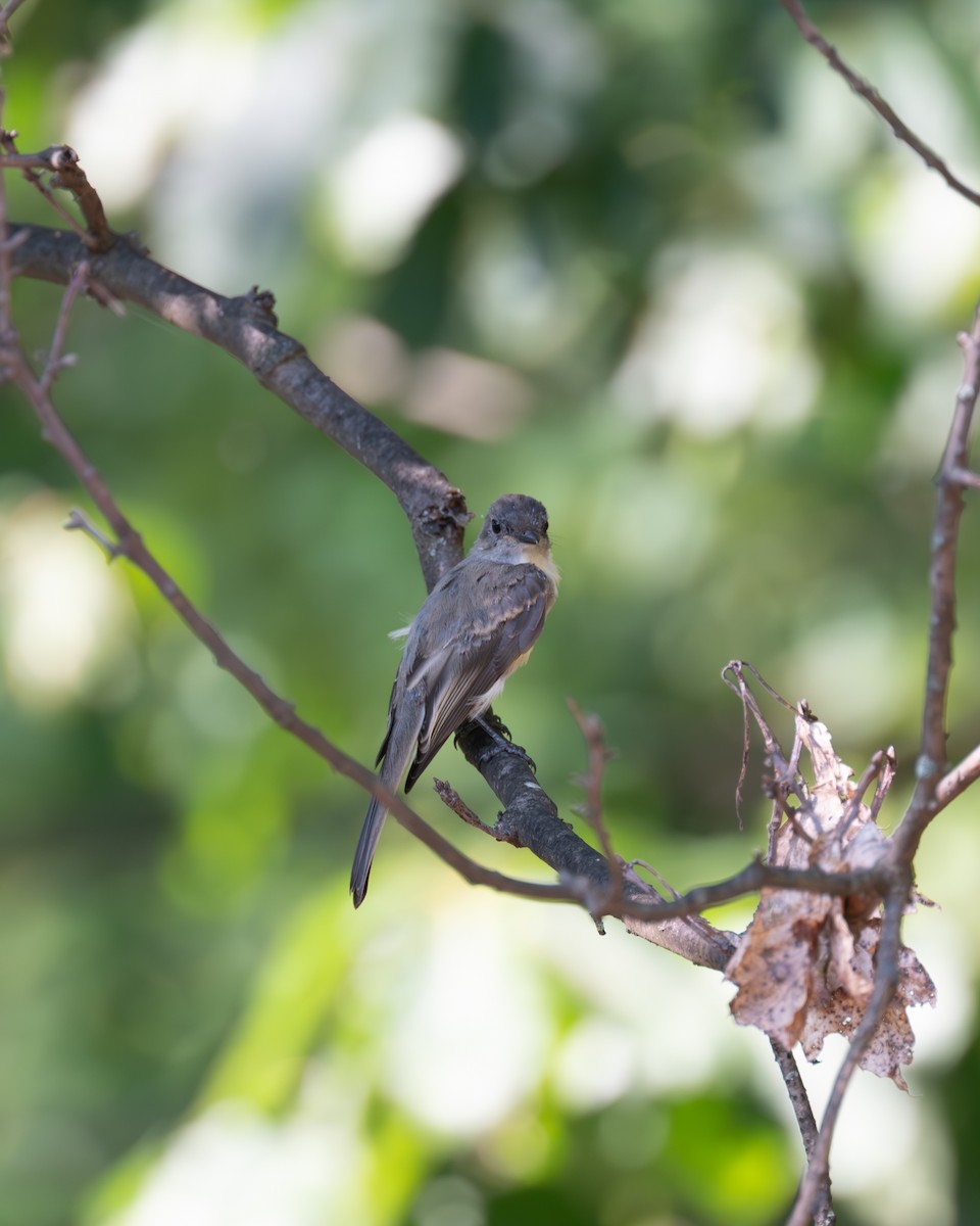 Eastern Phoebe - ML608566569