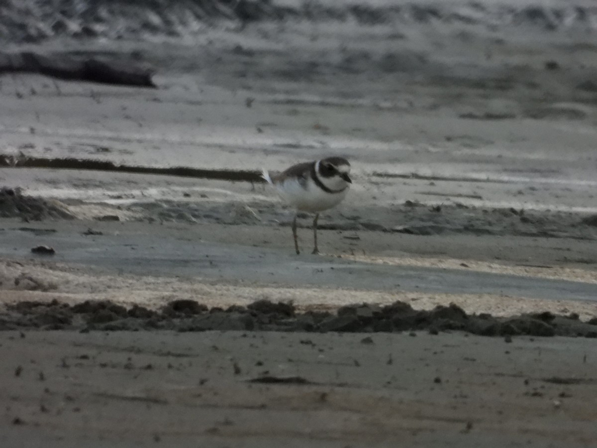 Semipalmated Plover - Denis Provencher COHL