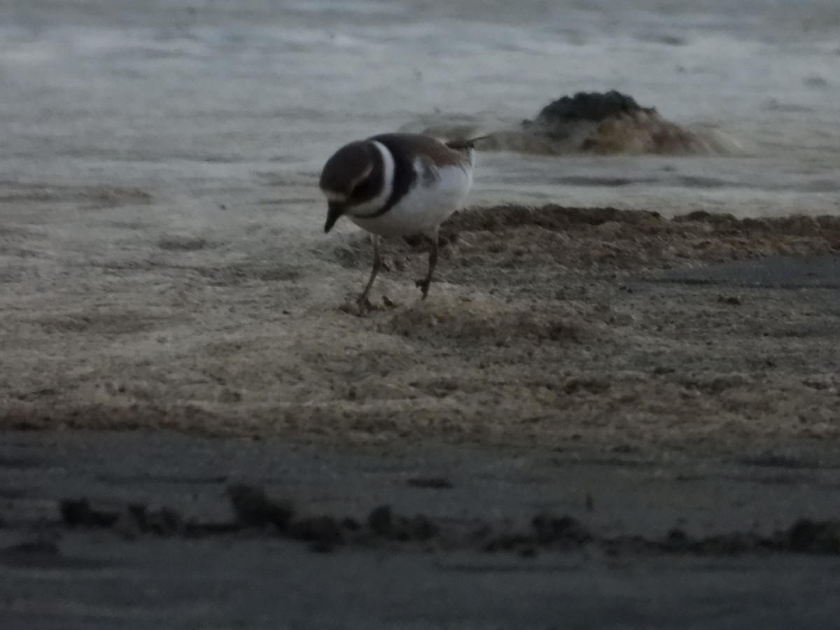 Semipalmated Plover - ML608566586