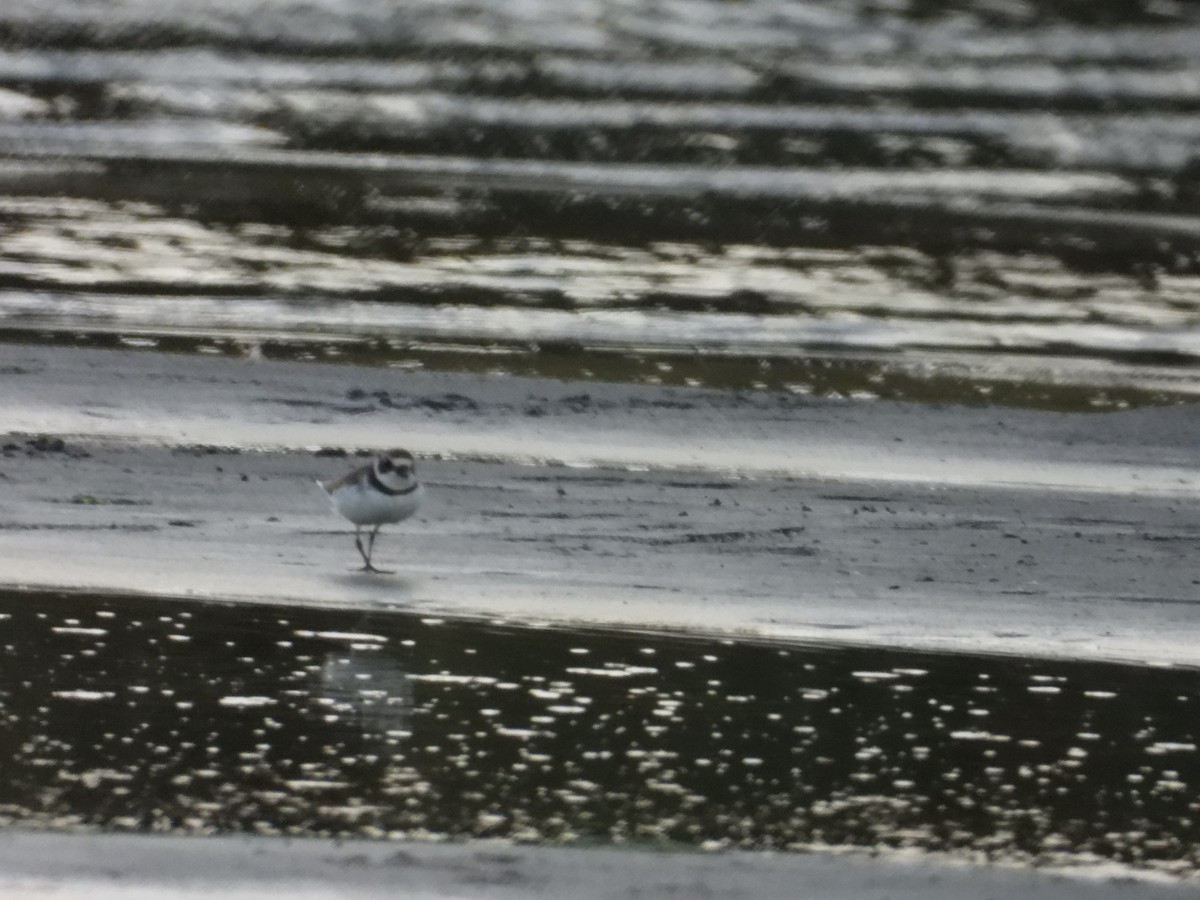 Semipalmated Plover - ML608566590