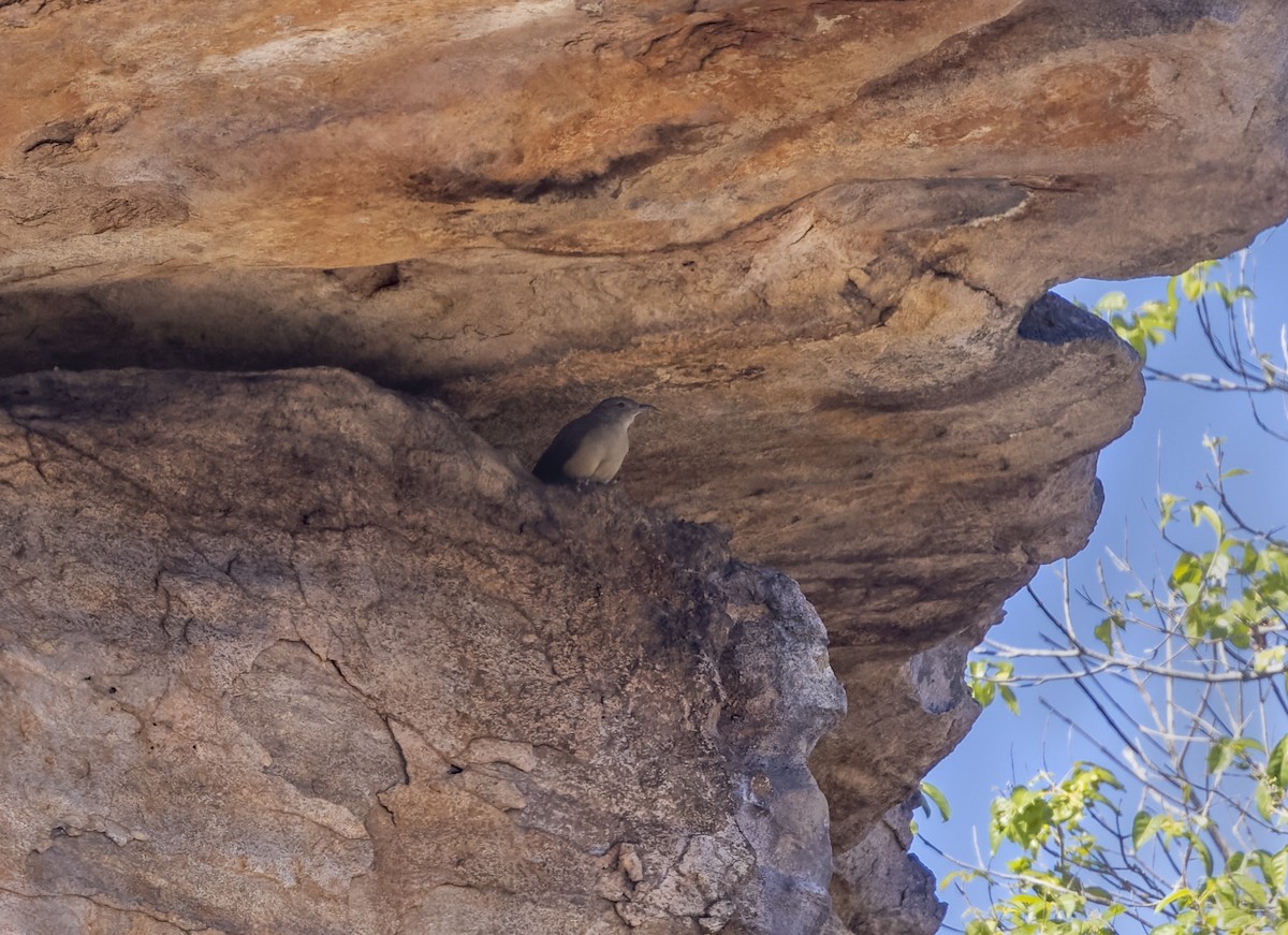 Felsendickkopf - ML608566603