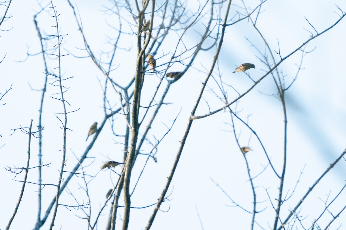 American Goldfinch - ML608566638