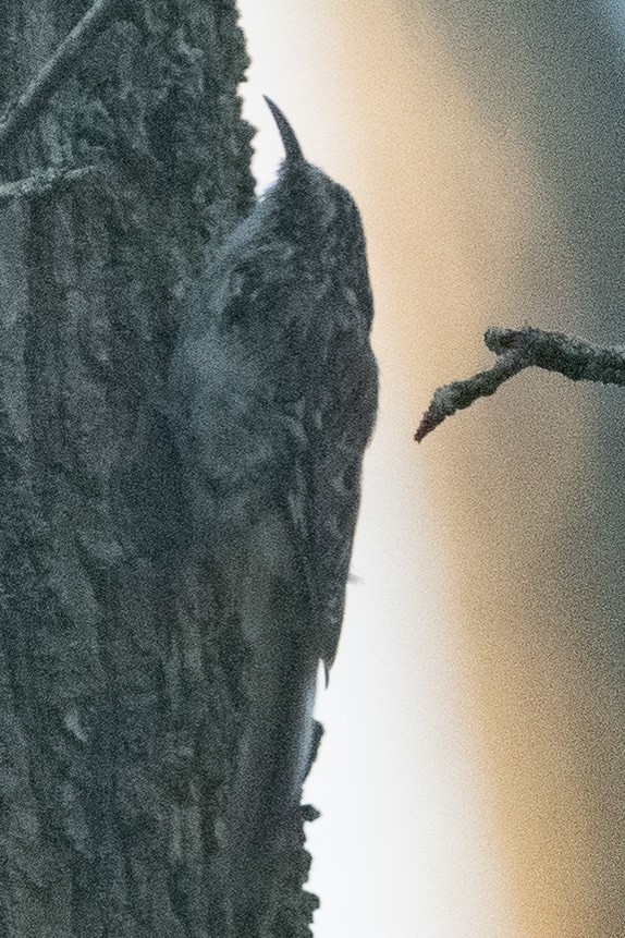 Brown Creeper - ML608566646