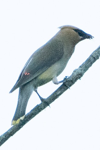 Cedar Waxwing - ML608566650