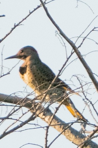 Northern Flicker - ML608566657