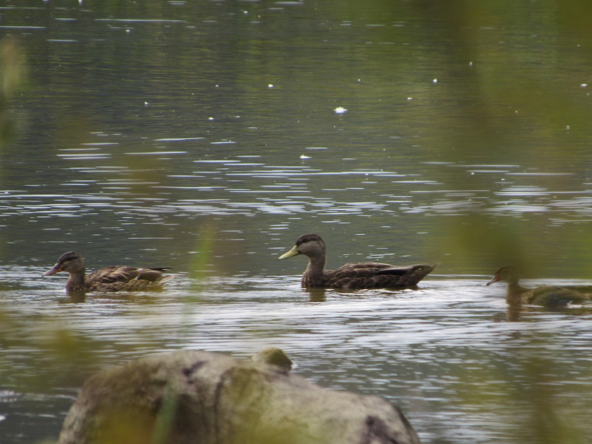 Canard noir - ML608566686