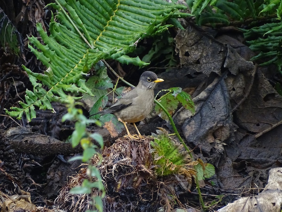 Austral Thrush - ML608566717