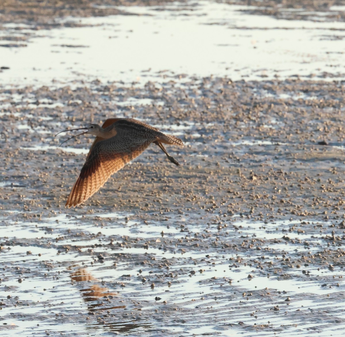 Long-billed Curlew - Lori McDonald