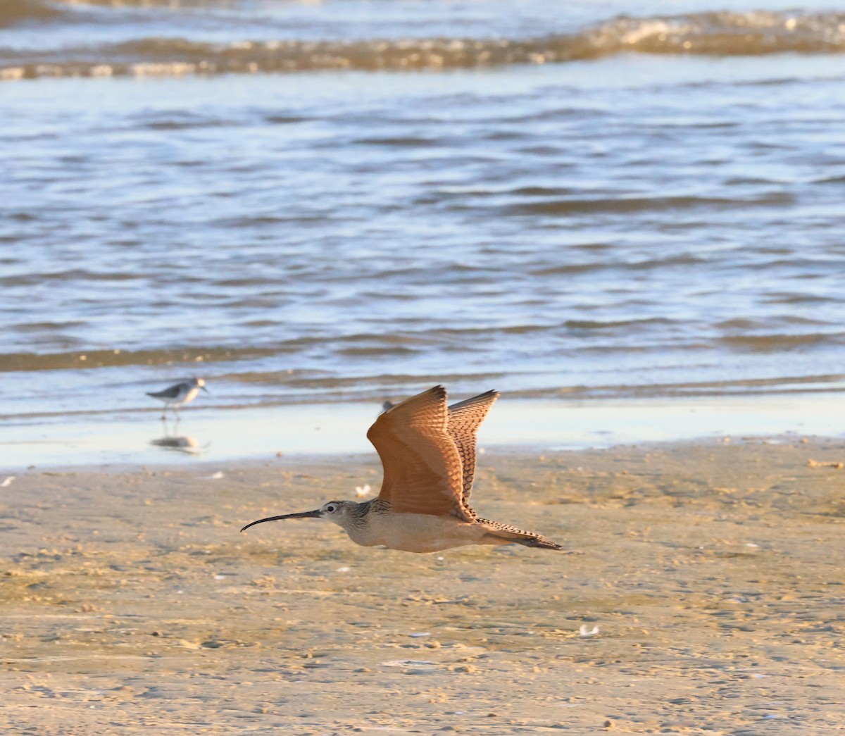 Long-billed Curlew - Lori McDonald