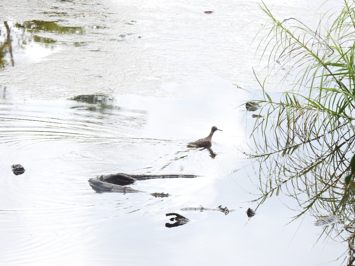 Marsh Sandpiper - ML608566984