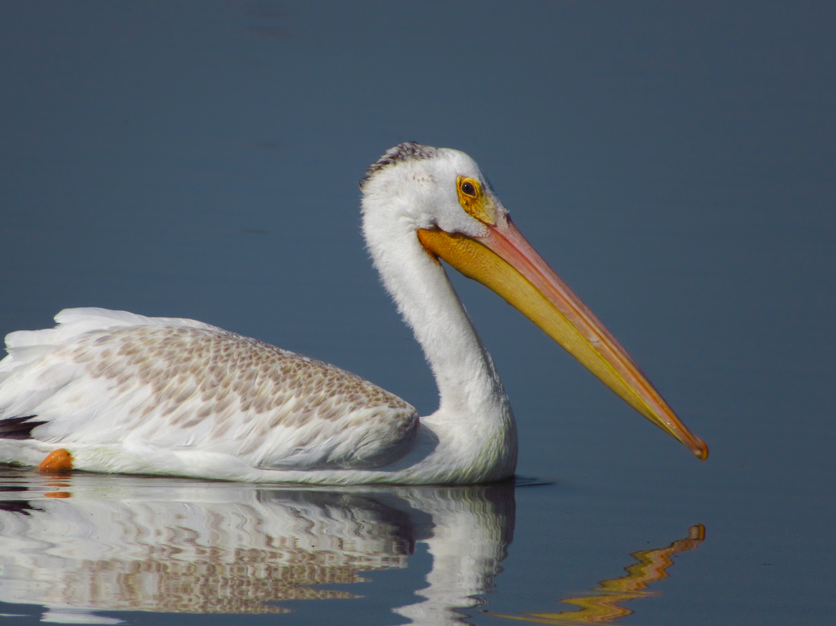 American White Pelican - ML608566995