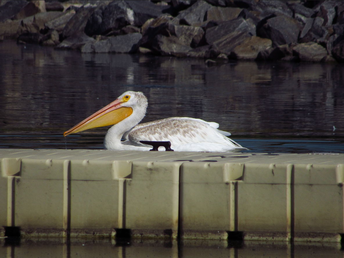 American White Pelican - ML608566997