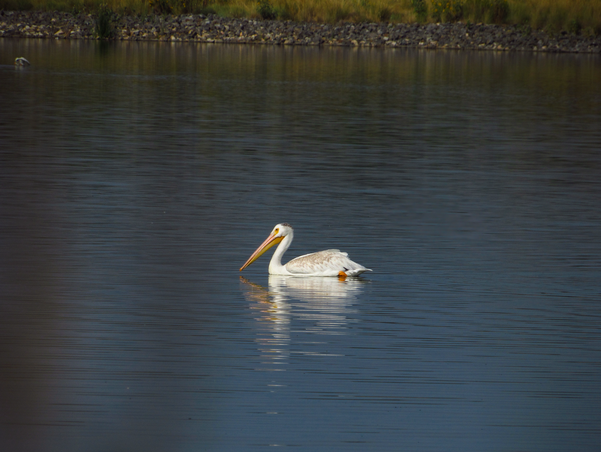 American White Pelican - ML608566998