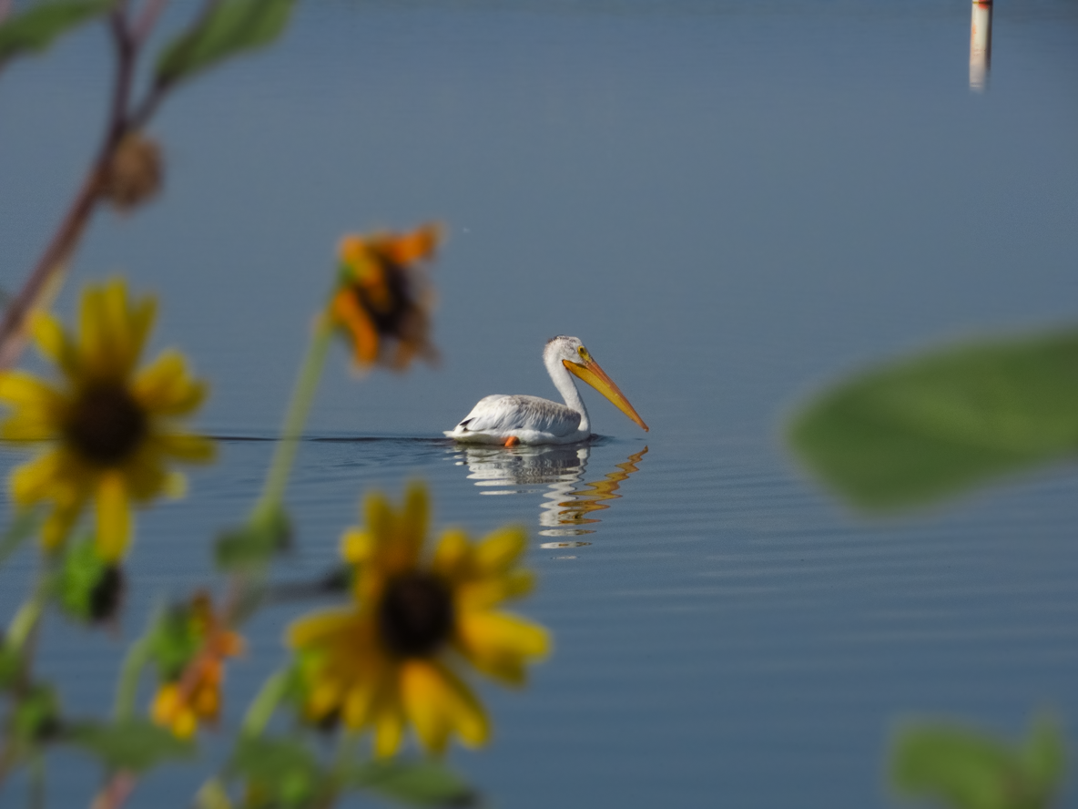 American White Pelican - ML608566999