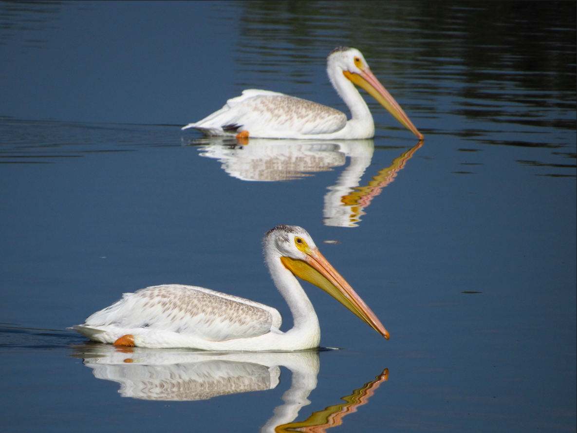 American White Pelican - ML608567000