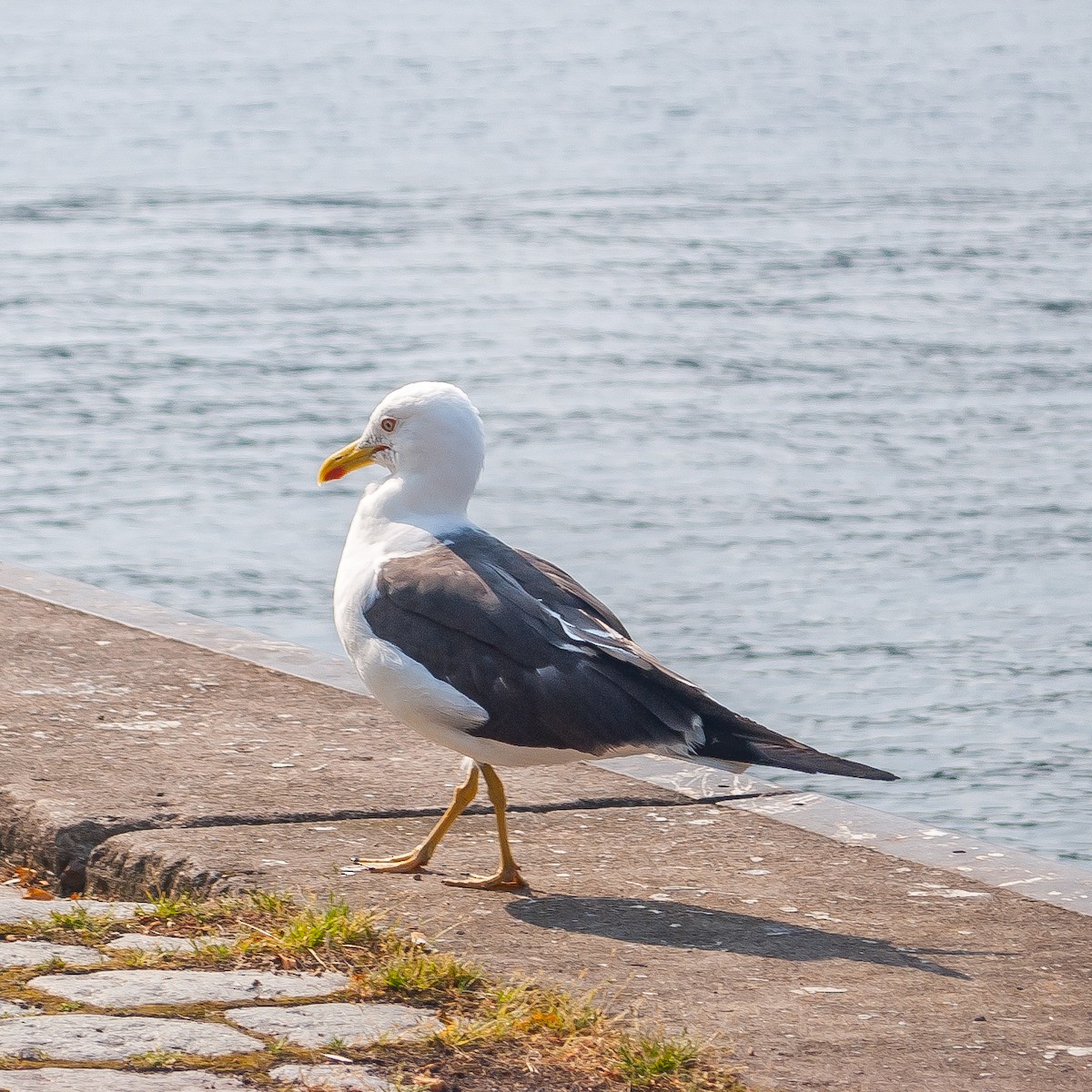 Goéland brun - ML608567003