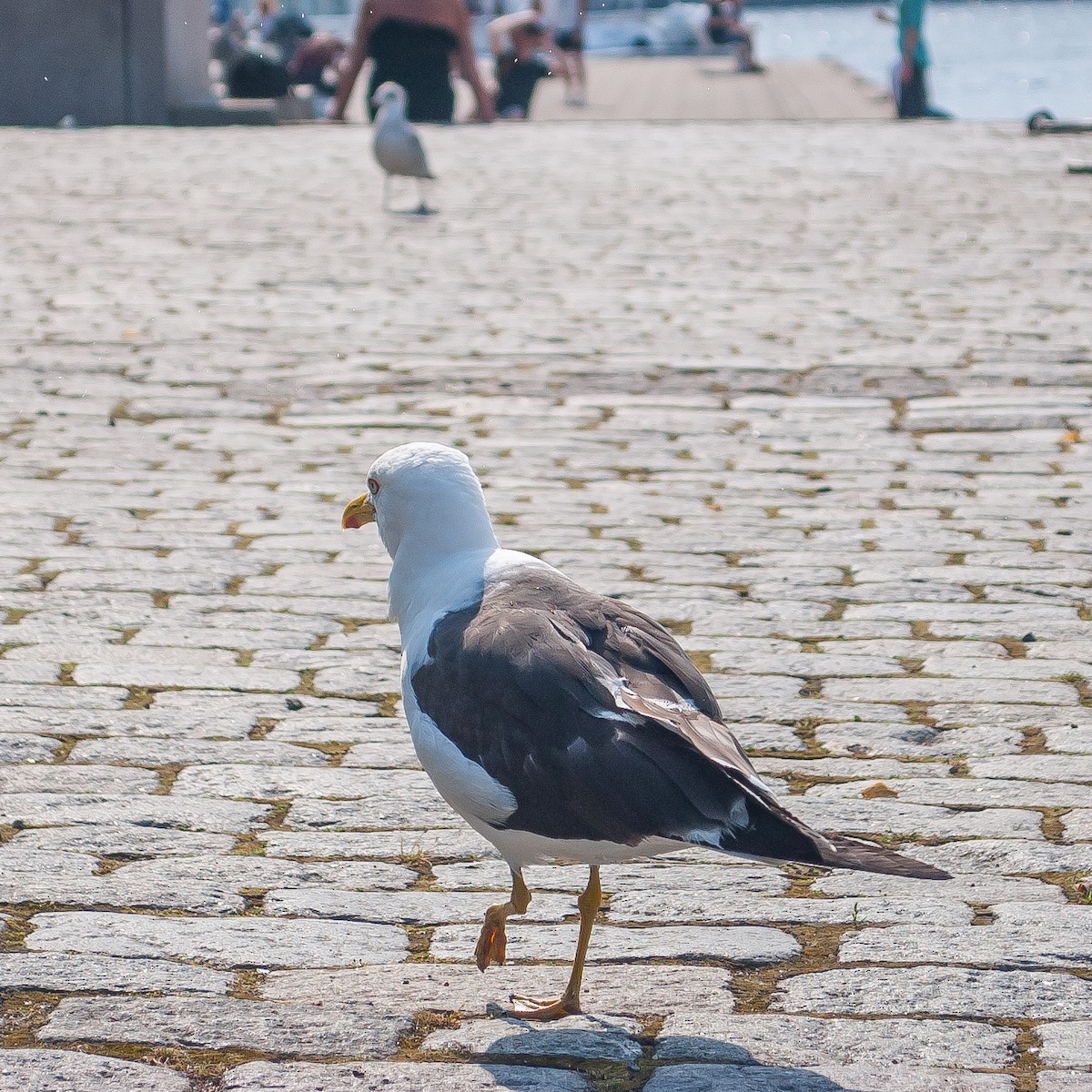 Goéland brun - ML608567004