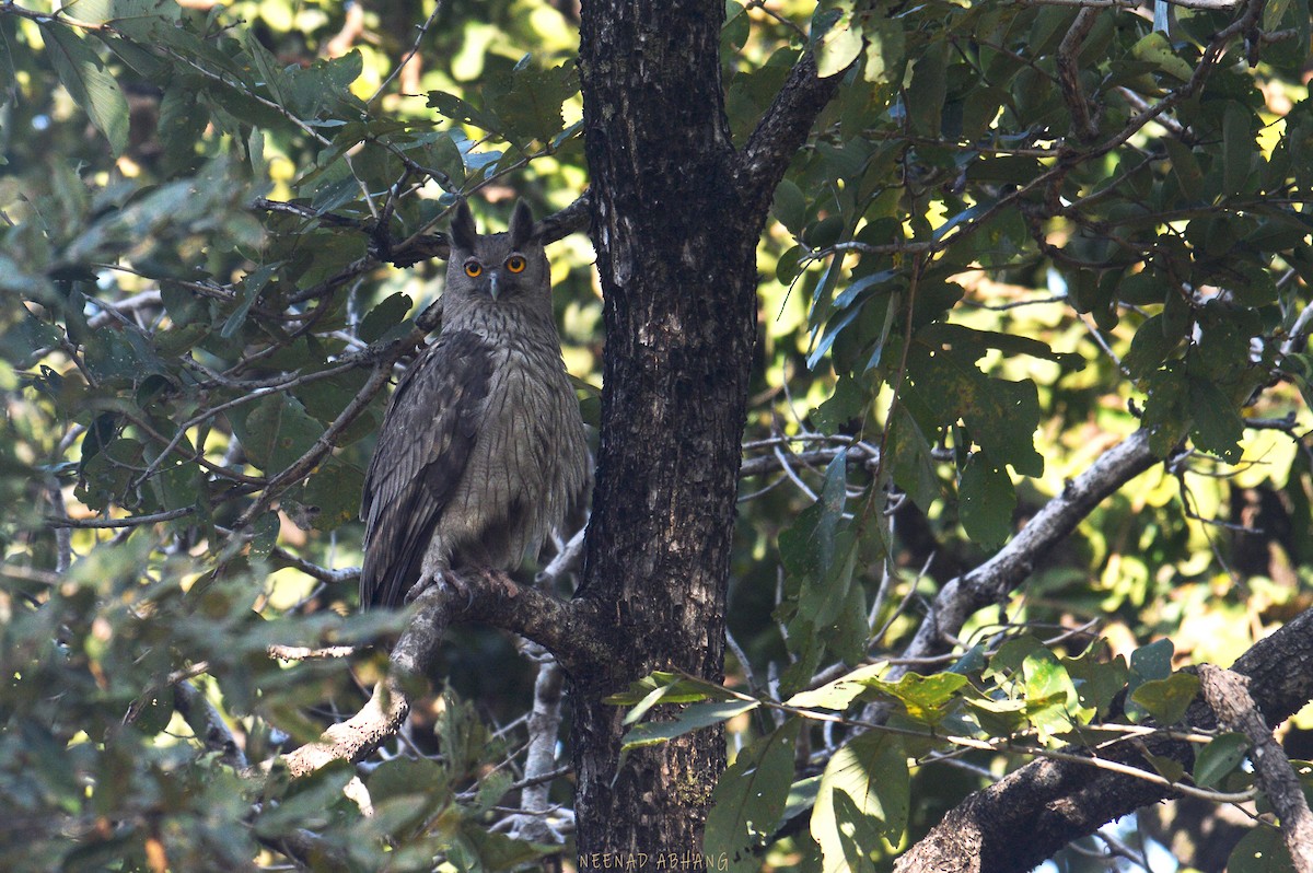Dusky Eagle-Owl - Neenad Abhang