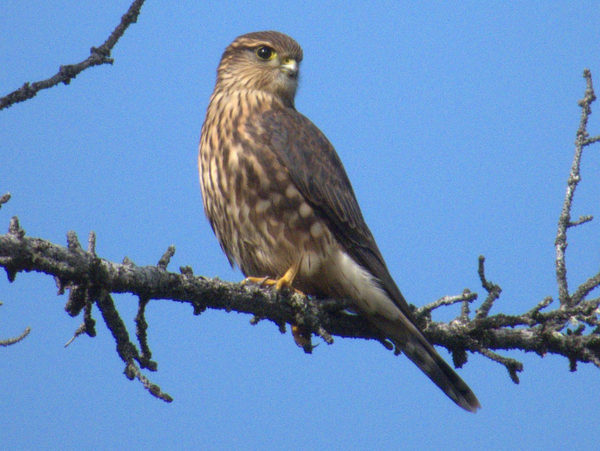 Merlin - Vince Hiebert