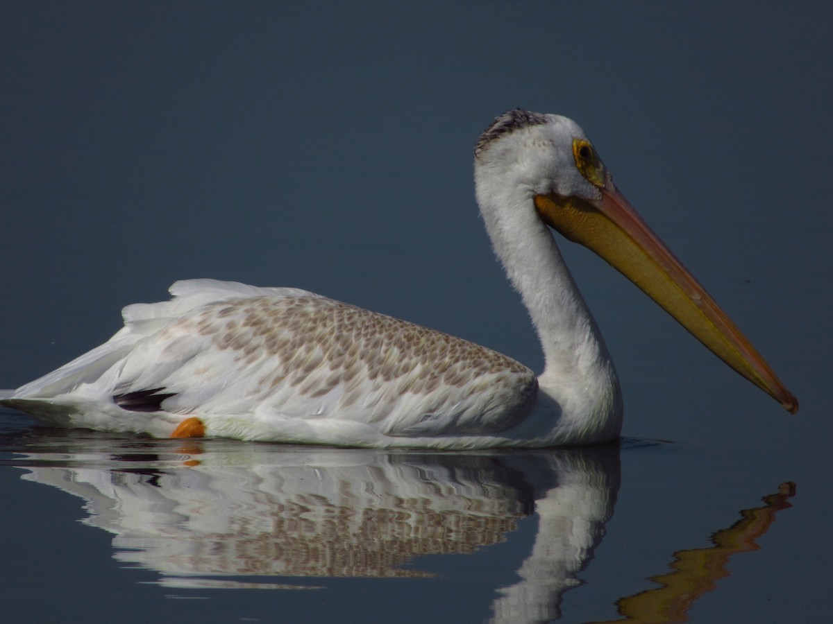 American White Pelican - ML608567126