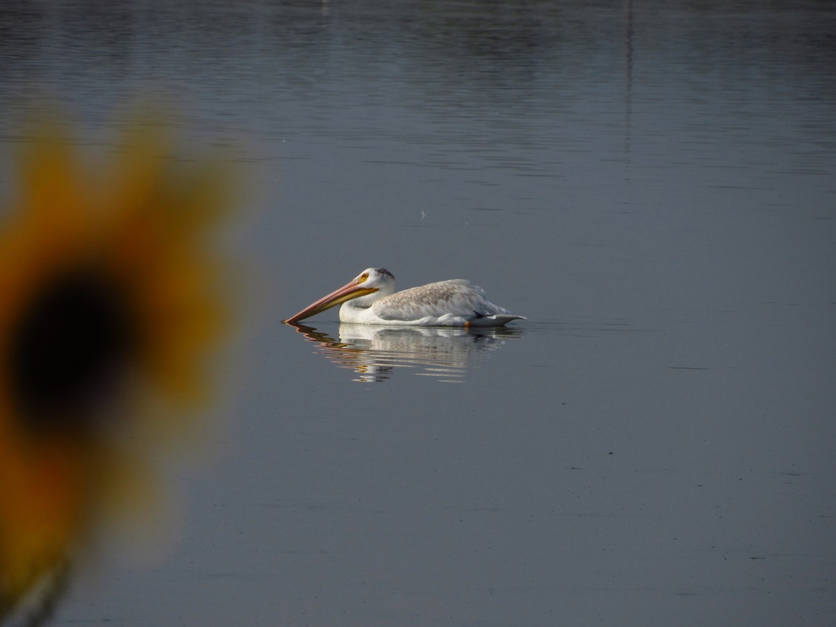 American White Pelican - ML608567128