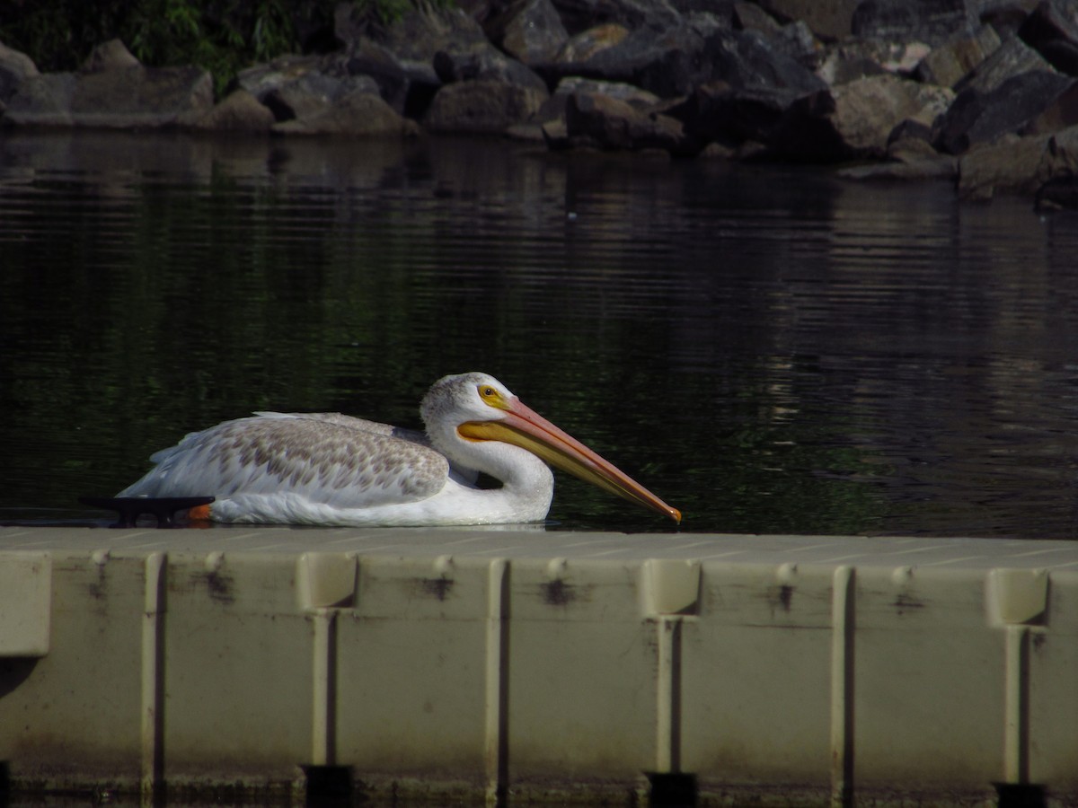 American White Pelican - ML608567129