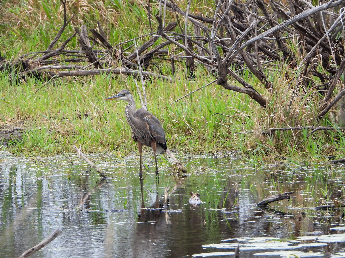 Great Blue Heron - ML608567155