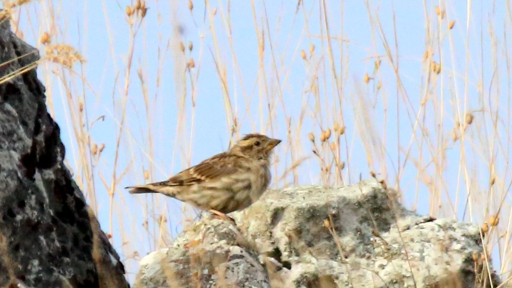 Rock Sparrow - ML608567188