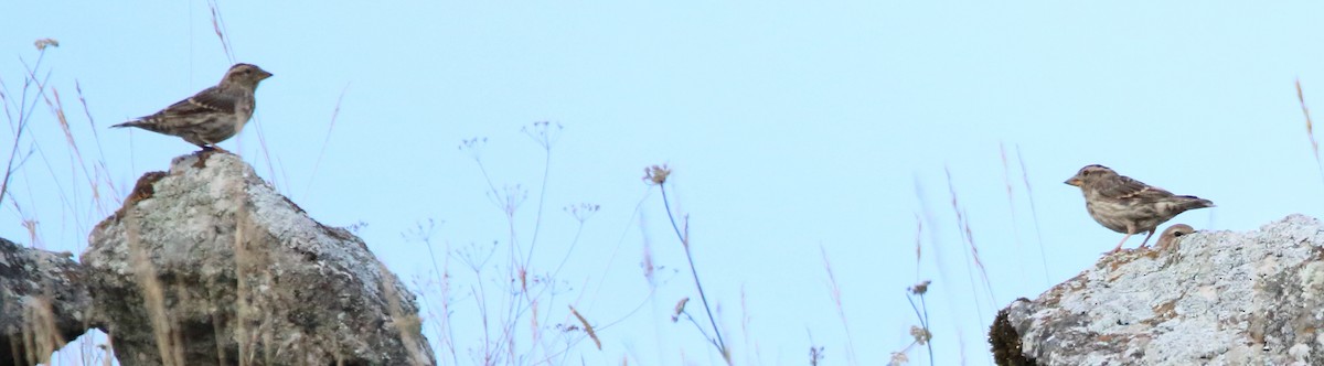 Rock Sparrow - ML608567190