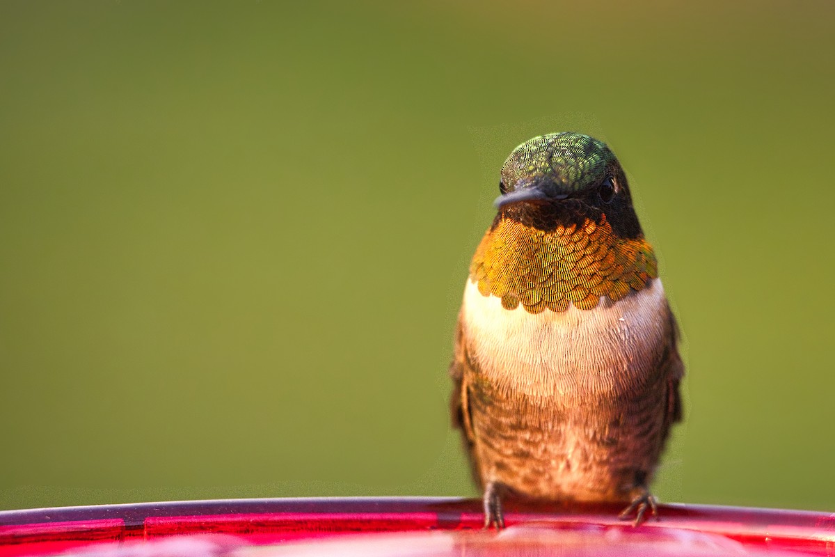 Ruby-throated Hummingbird - ML608567215