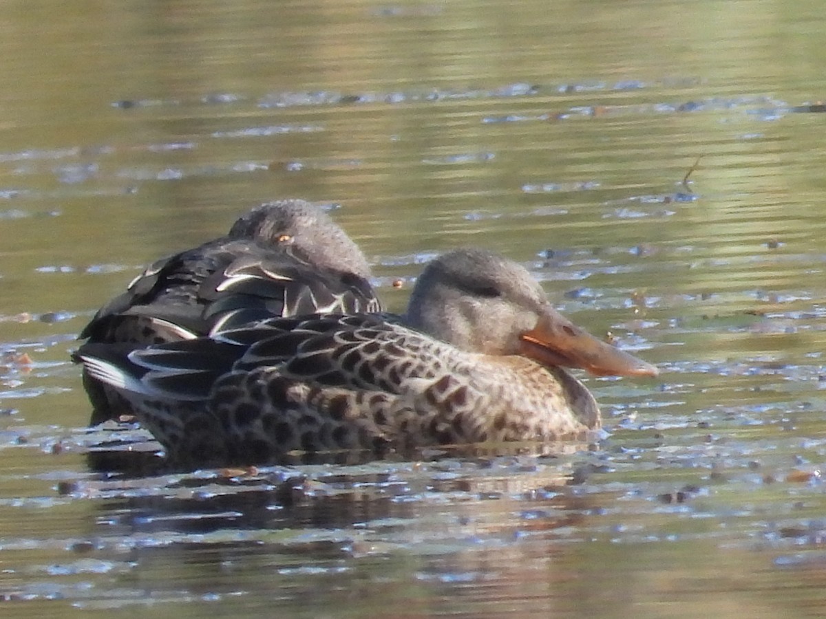 Northern Shoveler - Vince Hiebert