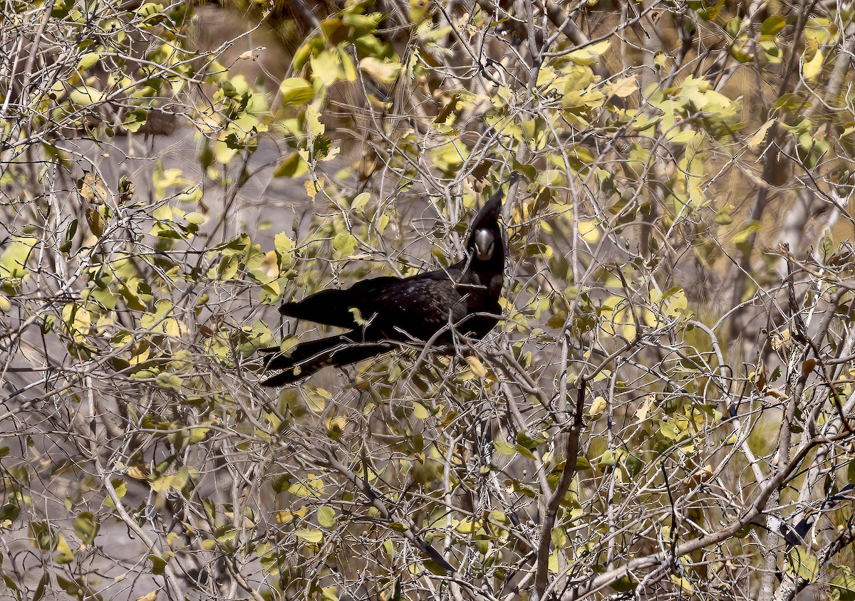 Red-tailed Black-Cockatoo - ML608567232
