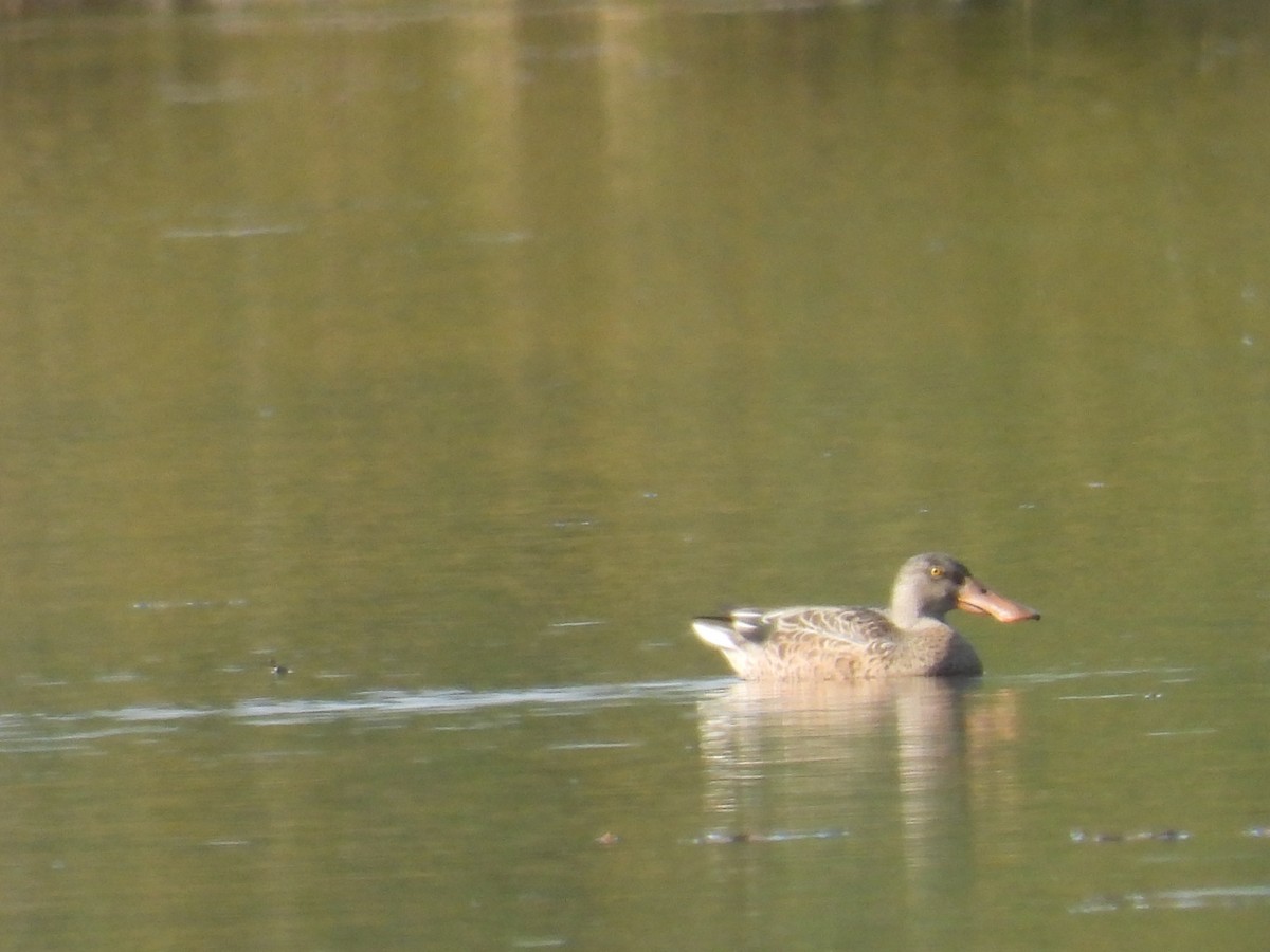 Northern Shoveler - Vince Hiebert