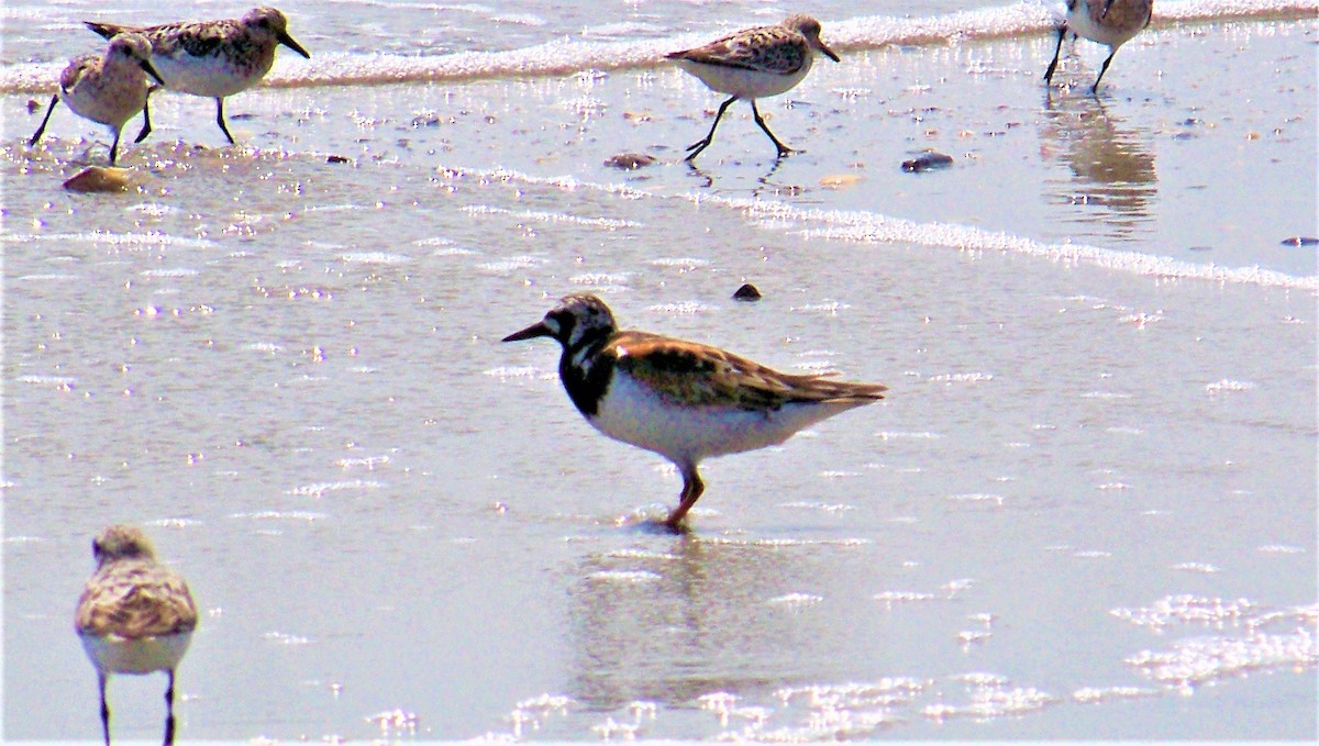 Ruddy Turnstone - Timothy Blanchard