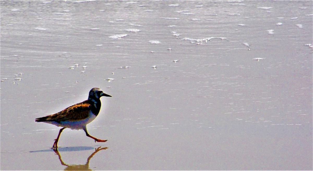 Ruddy Turnstone - Timothy Blanchard