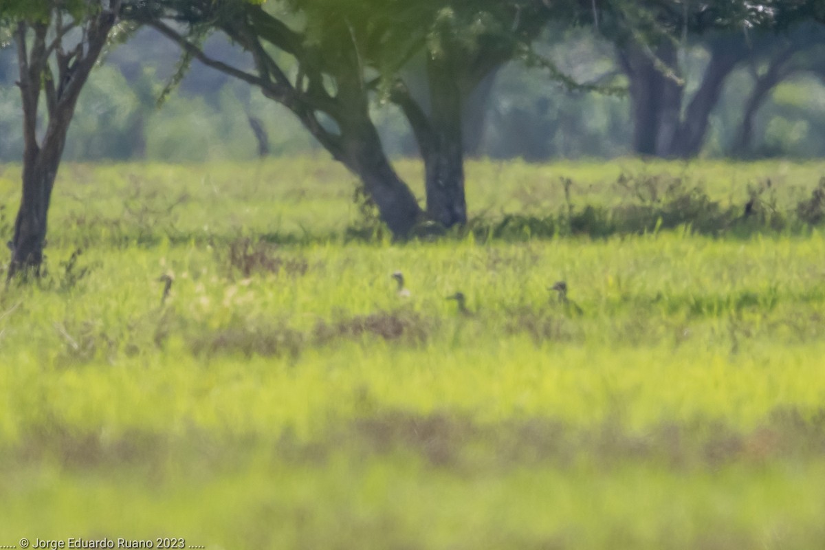 Double-striped Thick-knee - ML608567365