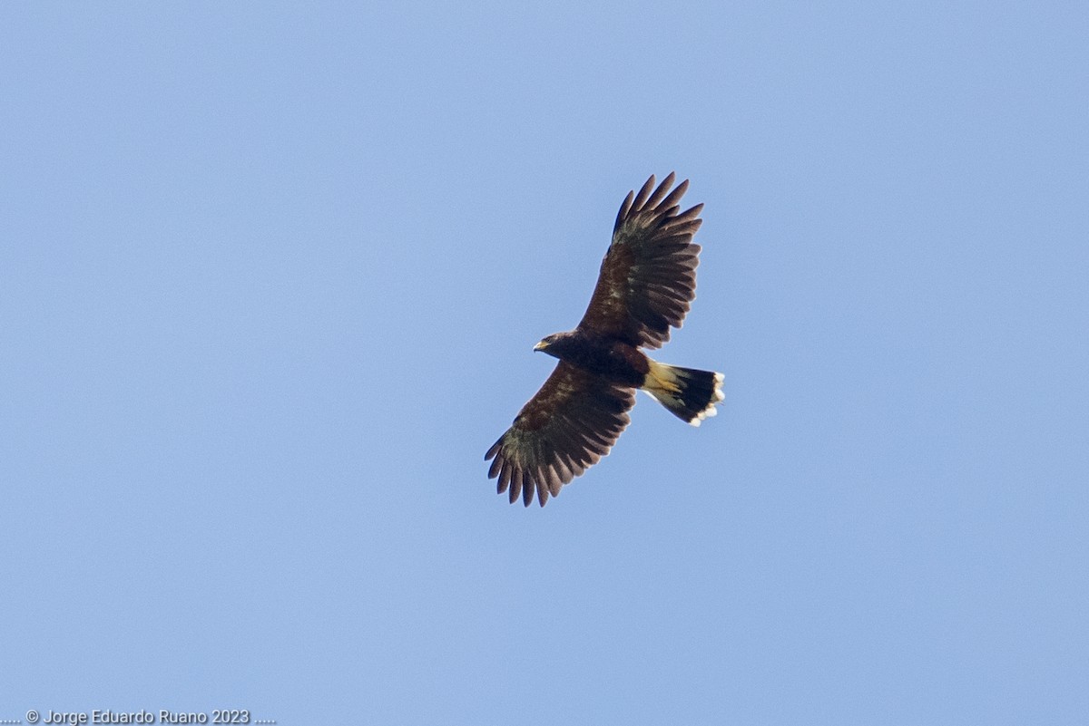 Harris's Hawk - Jorge Eduardo Ruano