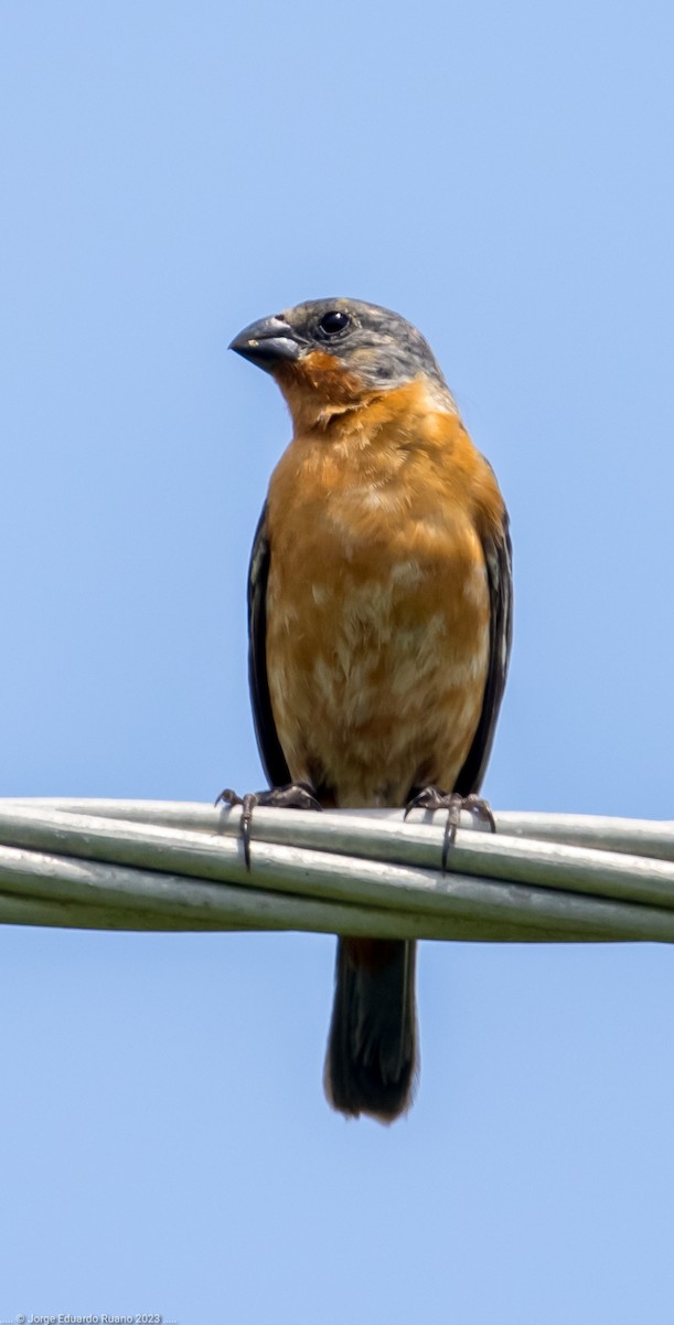 Ruddy-breasted Seedeater - ML608567397