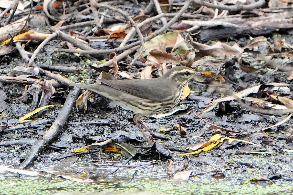 Northern Waterthrush - Sue Foster