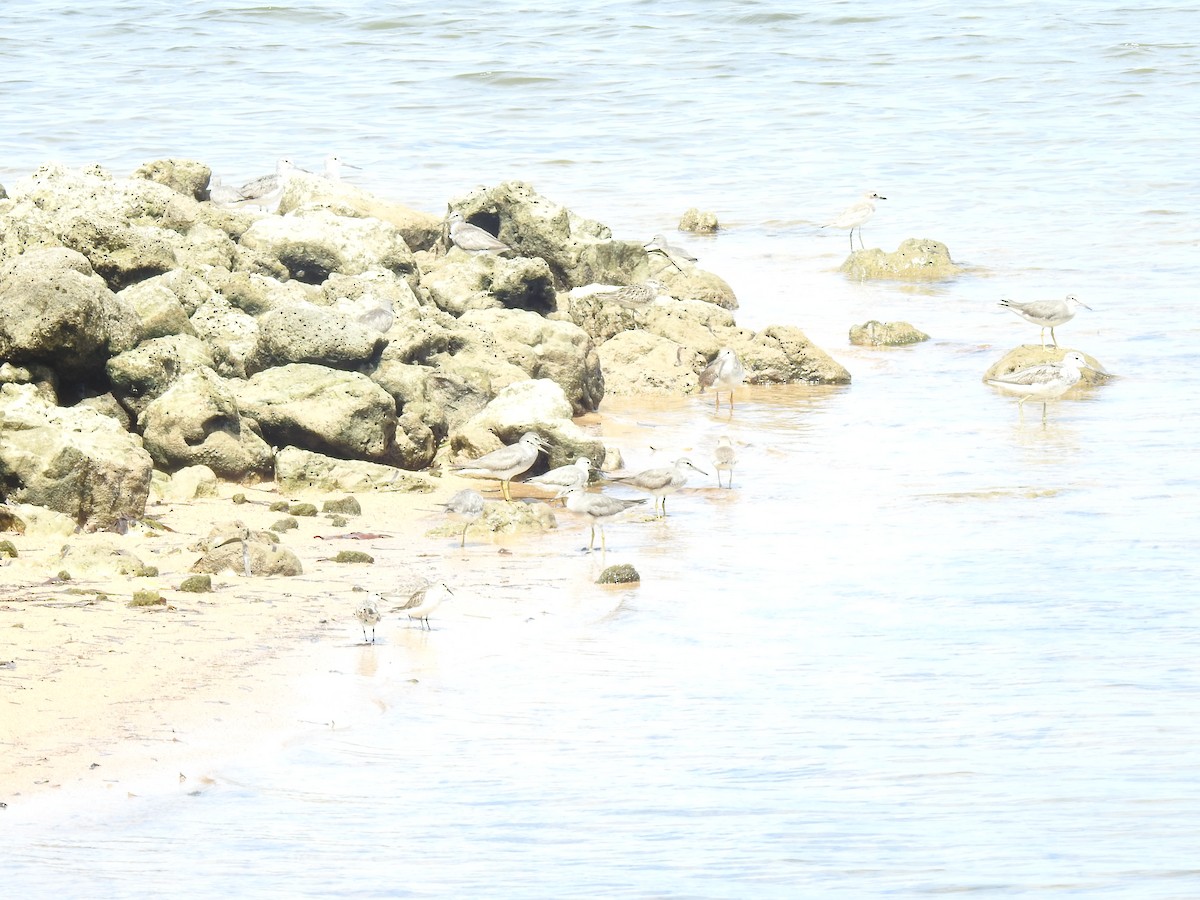 Red-necked Stint - ML608567488