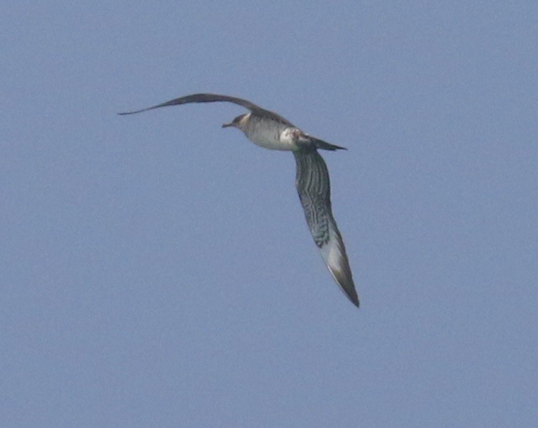 Parasitic Jaeger - maurice gilmore