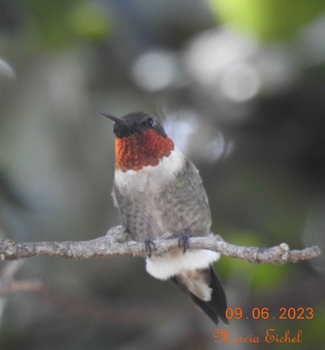 Ruby-throated Hummingbird - Marcia Eichel