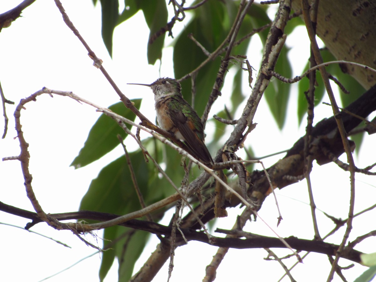 Rufous Hummingbird - ML608567573