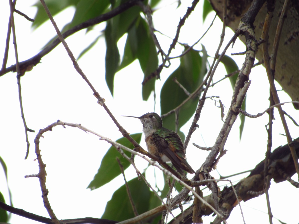 Rufous Hummingbird - ML608567574