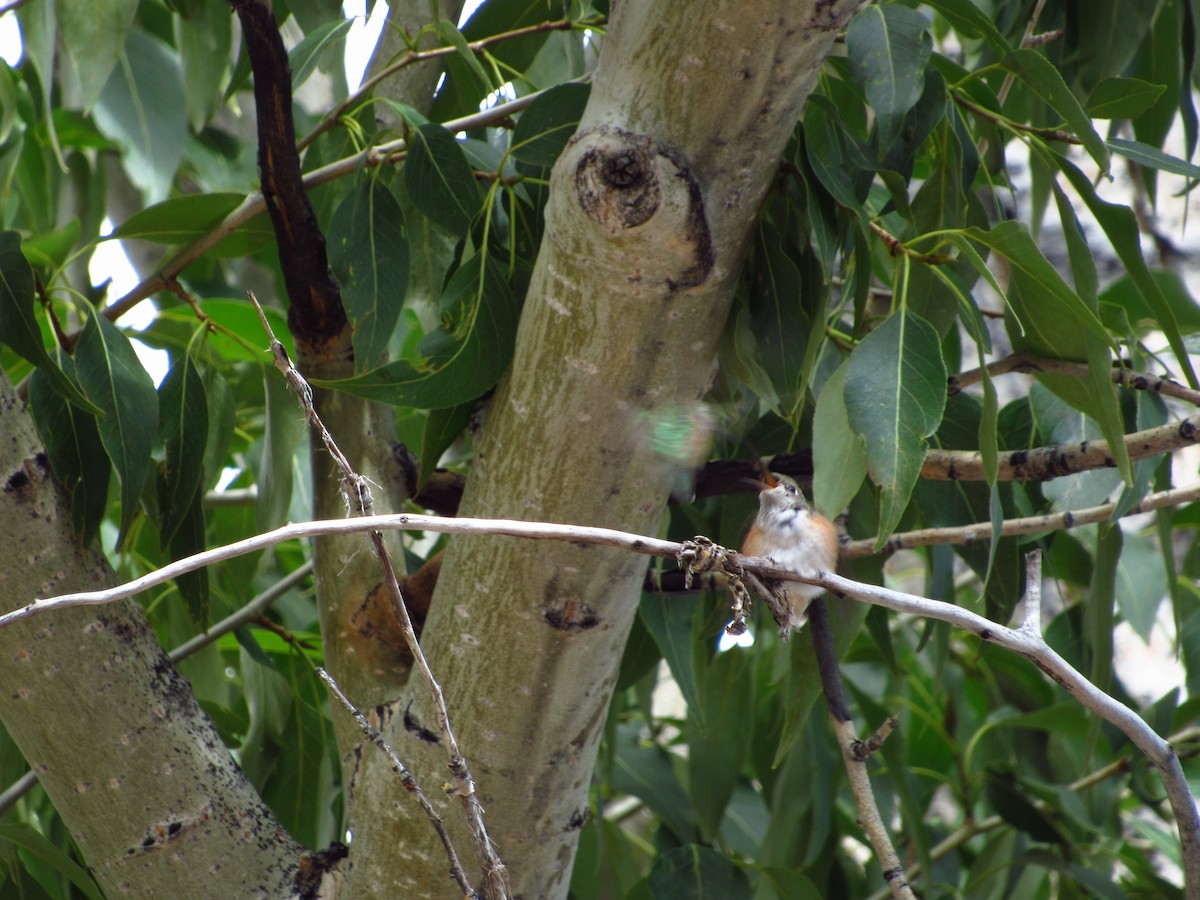 Rufous Hummingbird - ML608567577