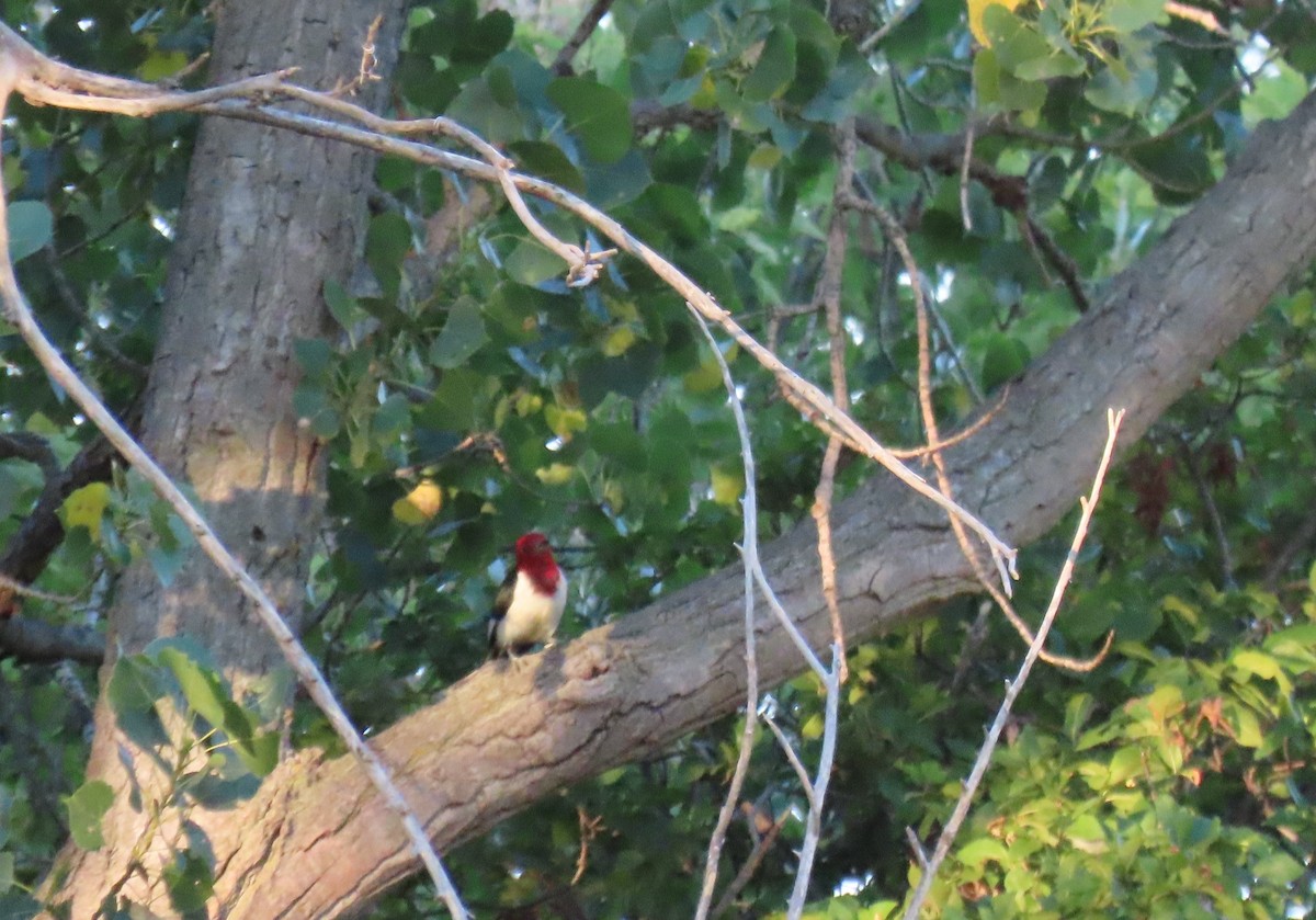 Red-headed Woodpecker - Anthony  Hewetson