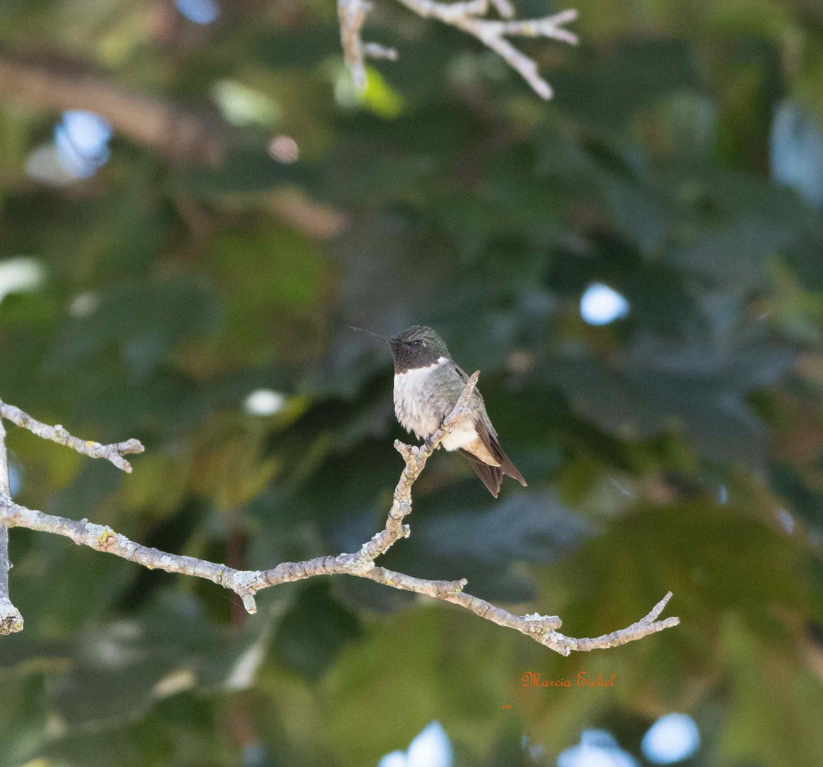 Ruby-throated Hummingbird - Marcia Eichel