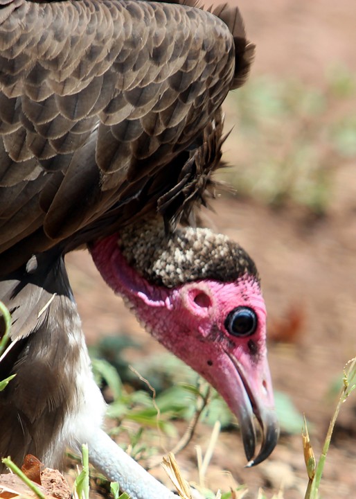 Hooded Vulture - ML608567667