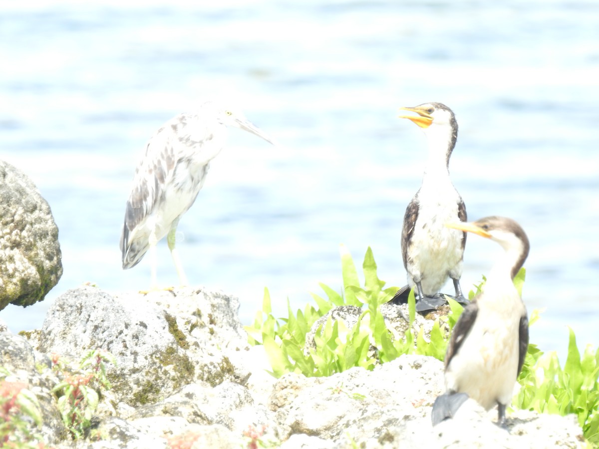 Pacific Reef-Heron - ML608567680